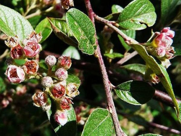 Hedging all shapes and sizes - Main image