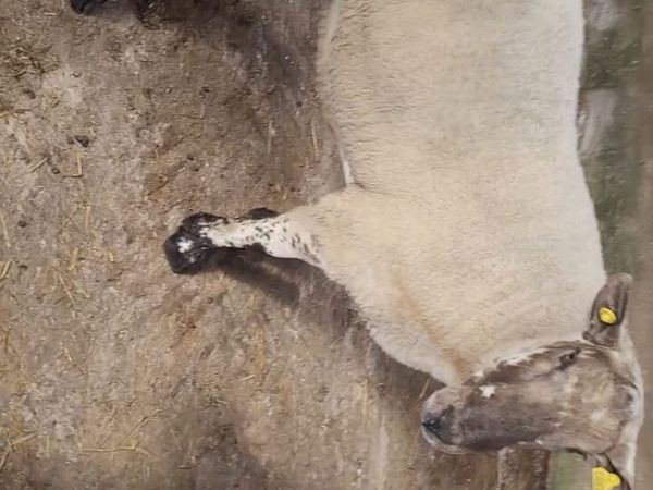 Milford Hogget Ram - Main image