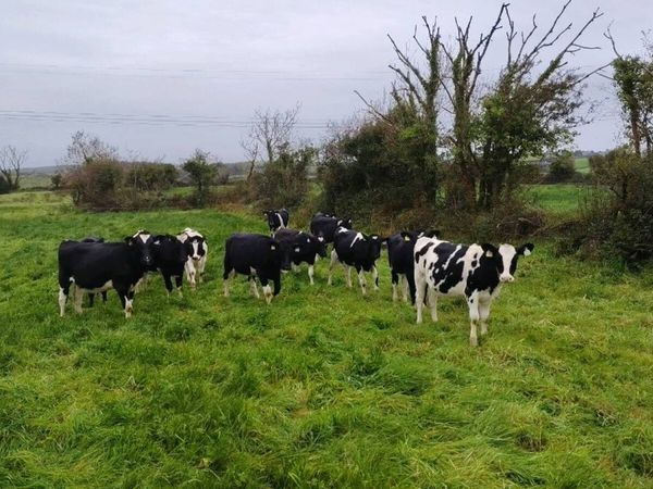 10 Weanling heifers - Main image