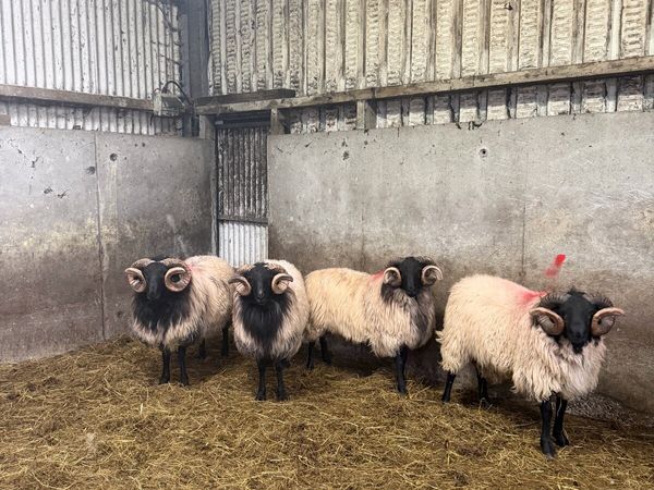 Mayo Blackface Hogget Rams - Main image