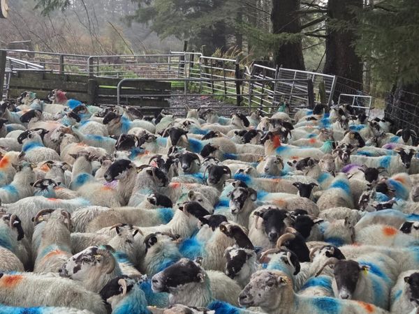 Cull ewes - Main image
