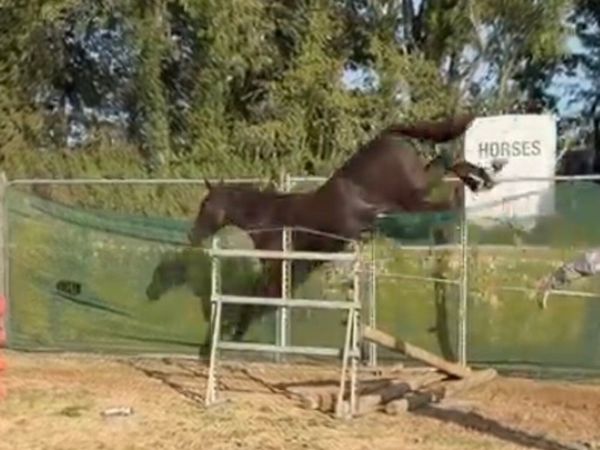 2 year old Emerald filly - Main image