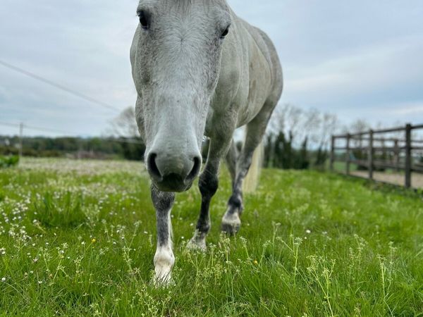 Broodmare/Recip - Main image