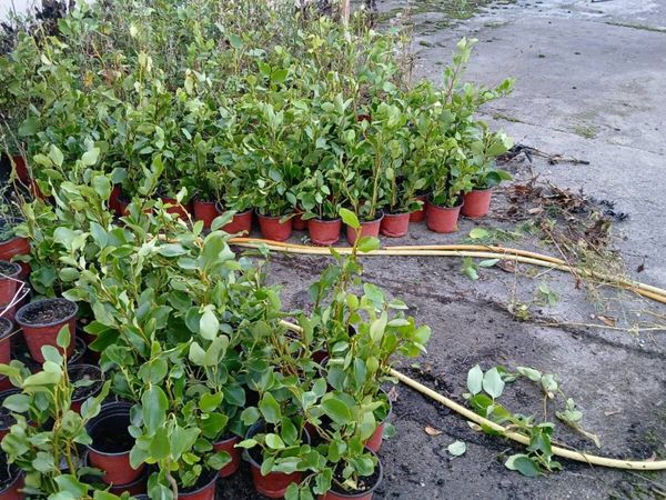 griselinia hedging for sale - Main image