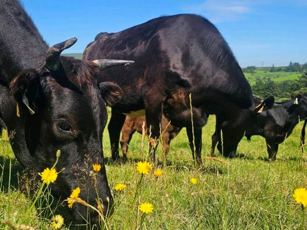 Wagyu Farmer Needed - Main image