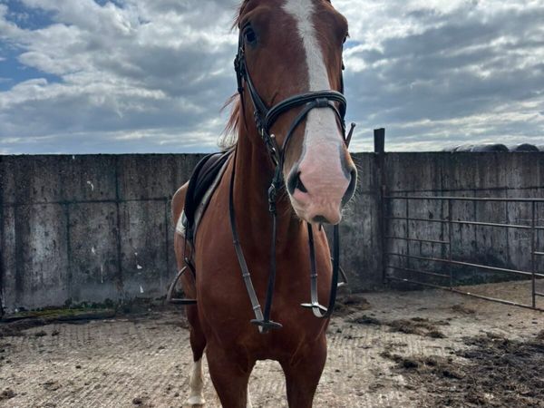 Class 1 Irish Draught Mare - Main image