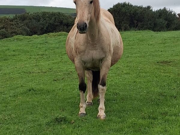 Pony - Main image