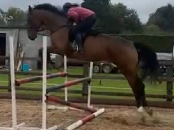 8 year old gelding by Dignified - Main image