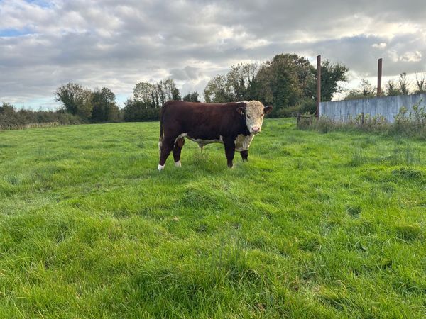 PBR Hereford - Main image