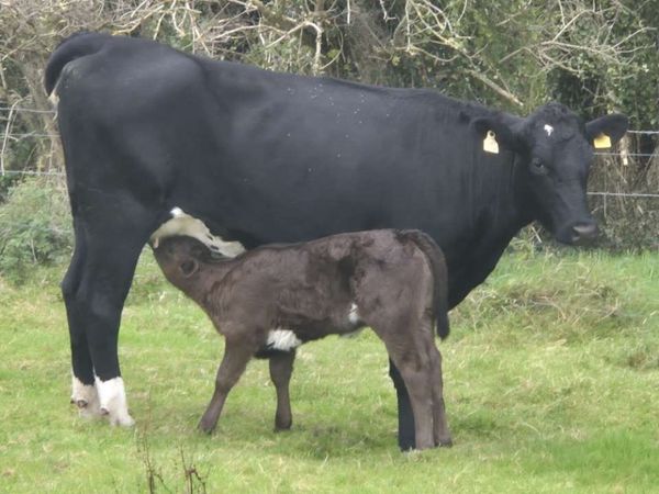 First Calver Angus heifer for sale - Main image
