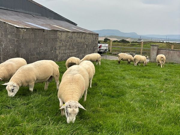 Hogget Rams - Main image