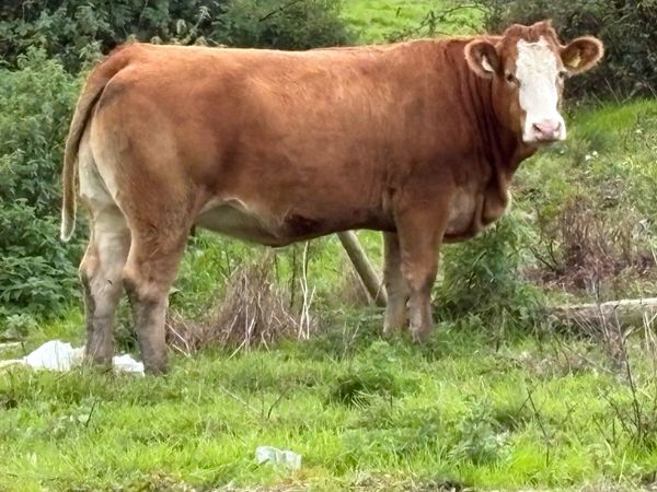 32 exceptional incalf heifers for G.V.M. Tullamore - Main image