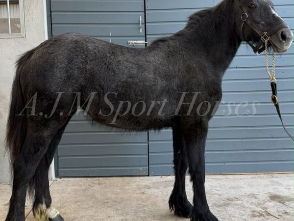 Cob x Irish Draft - Main image
