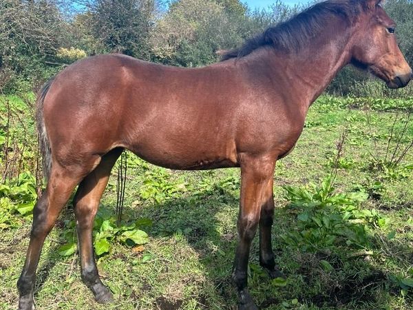Foal by Gwennic de Goariva - Main image