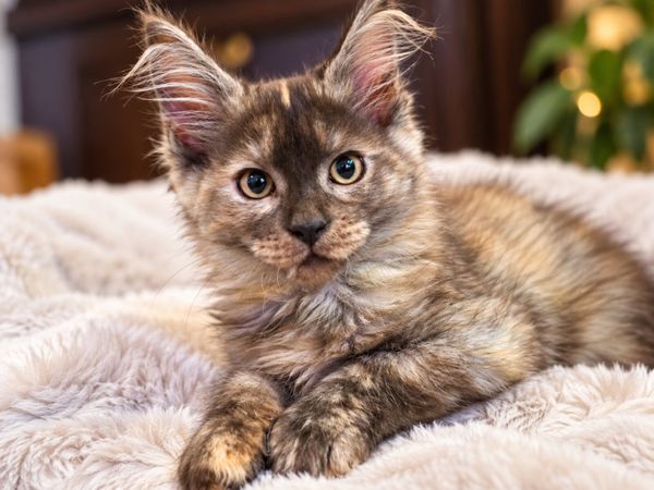 🐾❤️ Beautiful Maine Coon Girl TICA registered - Main image
