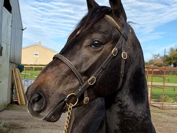 Thoroughbred Colt by Bungle in the Jungle - Main image