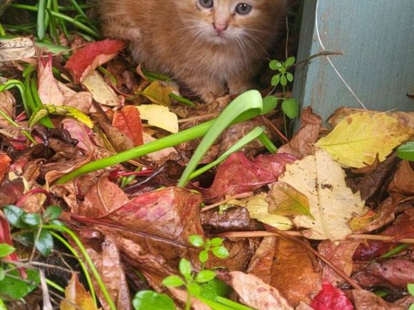 Kittens - Main image