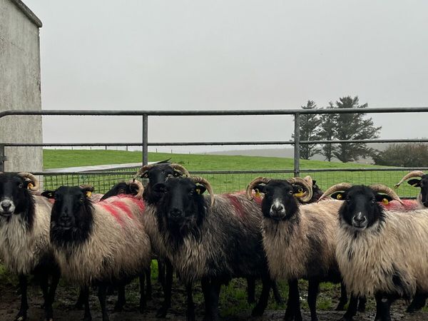 14 Mountain Ewes - Main image