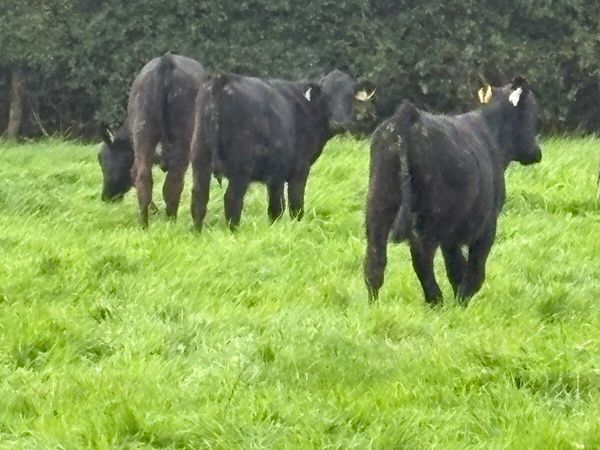 Angus runners - Main image
