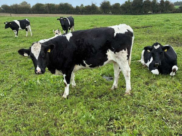 10 High Ebi In calf heifers - Main image