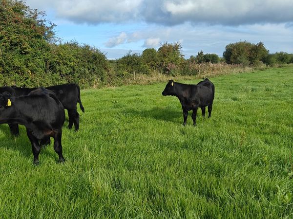 Organic Angus Weanlings - Main image