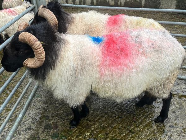 Blackface Rams two years old SIS appro - Main image