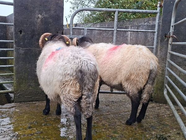 Blackface Rams two years old - Main image