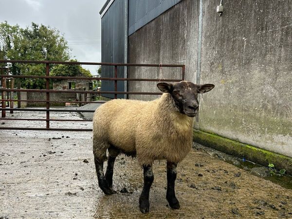 suf tex lamb ram - Main image