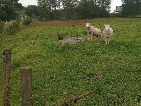 Dorset Ewe - Main image
