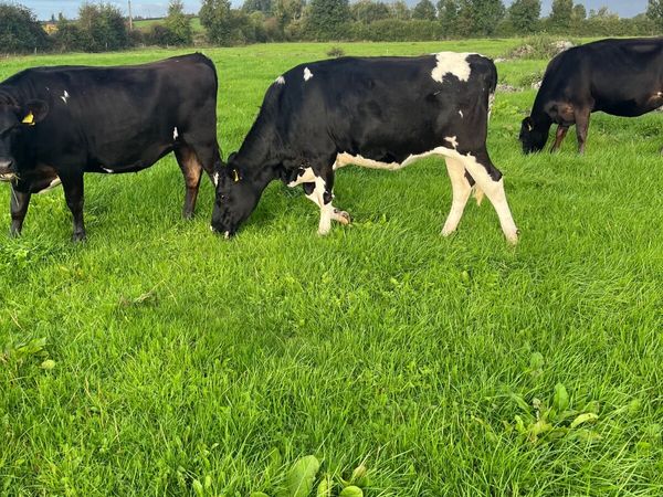 Jex Incalf Heifers - Main image