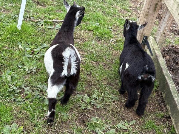 Pygmy goats - Main image