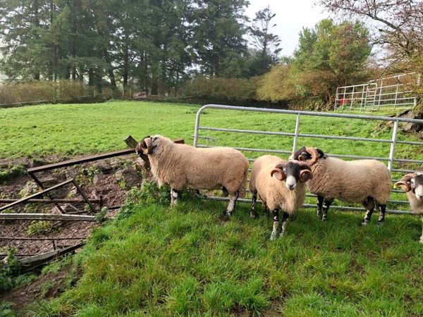 Swaledale and Lanark x Swale Rams for Cahir - Main image