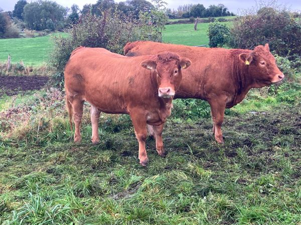 Breeding Limousin Heifers for sale - Main image