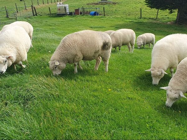 Purebred registered  Galway Sheep - Main image