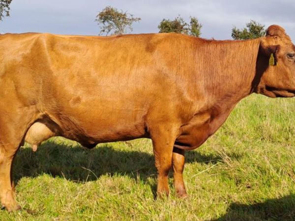 Red Dexter Cow for sale - Main image