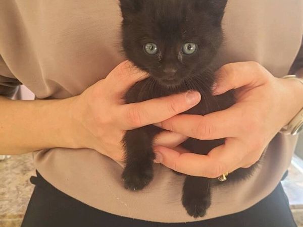 Kittens - Main image