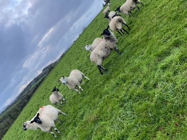Hoggets - Main image