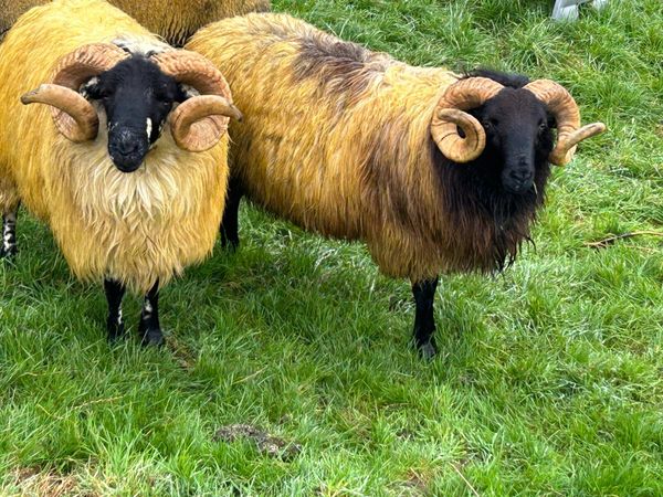 Rams - Main image