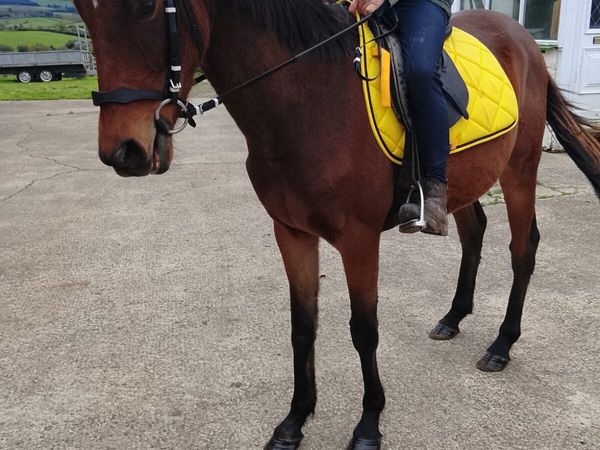 Gelding - Main image
