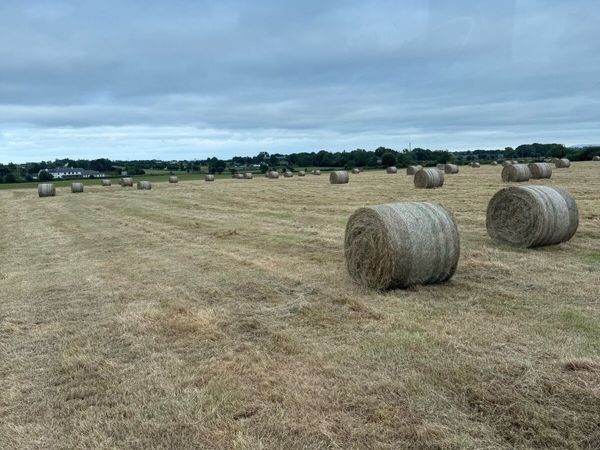 Hay - Main image
