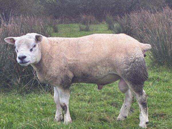 Pedigree Hogg/Lamb Rams for sale - Main image
