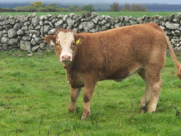 Heifer - Main image