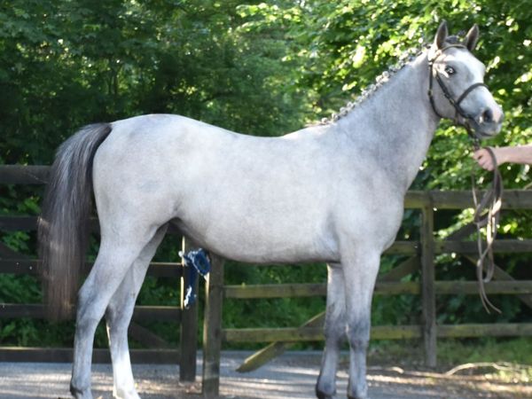 WATCH THE VIDEO - TOP SJ PROSPECT - Main image