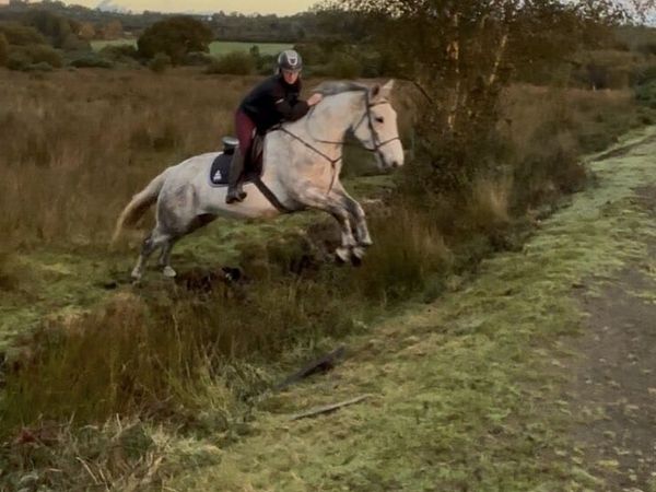 Irish Sport Horse - Main image