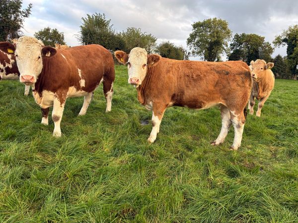**14 Incalf Heifers-Tullamore 26th Oct *** - Main image