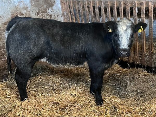 Smashing blue roan heifer - Main image