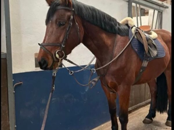 16.1hh 5 year old ISH Filly going to MKerry Sales - Main image