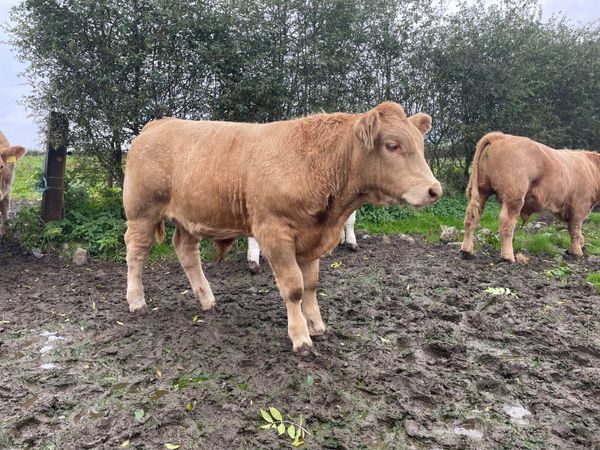 CHX BULL WEANINGS - Main image