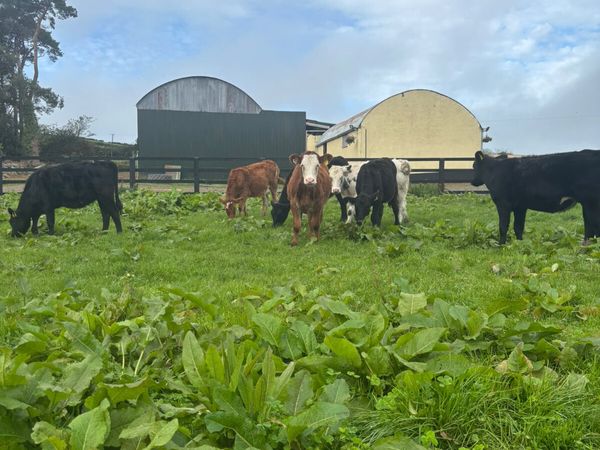 Weanling heifers - Main image