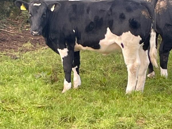 Heifer Weanling s - Main image